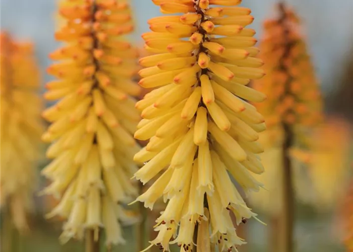 Kniphofia uvaria 'Moonstone'