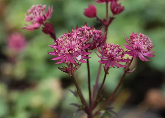 Astrantia major 'Ruby Star' -R- Astrantia major 'Ruby Star' -R-