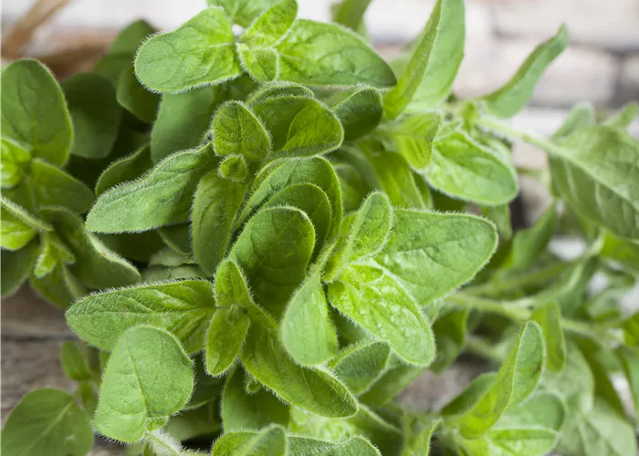 Origanum vulgare 'Hirtum'