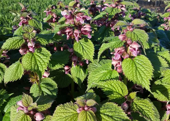 Lamium orvala
