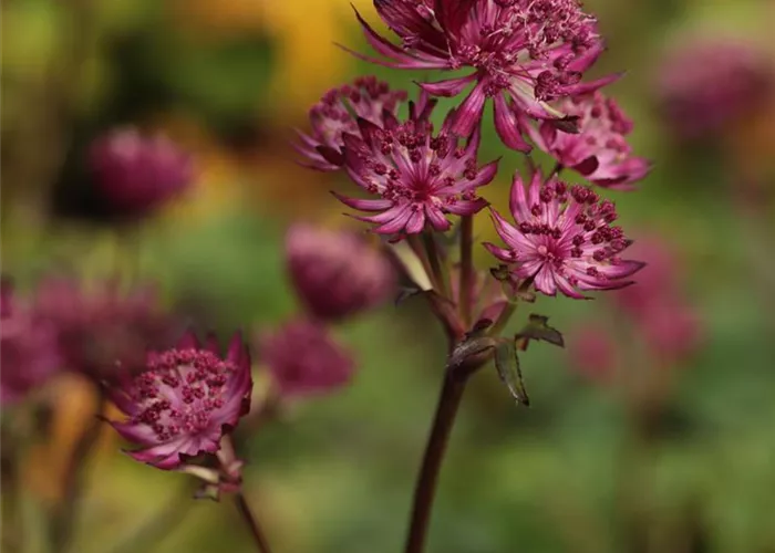 Astrantia major 'Burgundy Manor'
