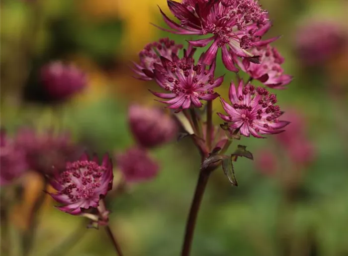Große Sterndolde 'Burgundy Manor' Große Sterndolde 'Burgundy Manor'