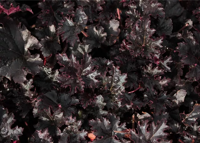 Heuchera x cult 'Timeless Night'