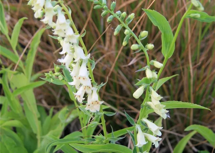 Digitalis lutea