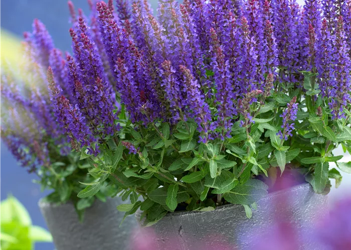 Salvia nemorosa 'Compact Deep Blue'