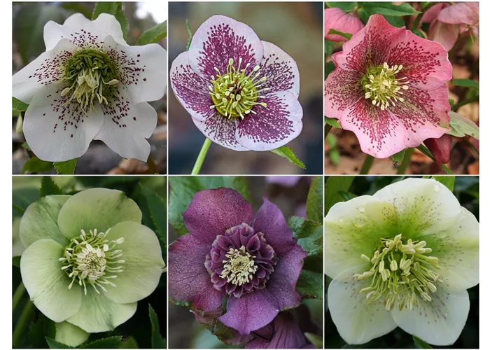 Helleborus x orientalis 'Single Mix'