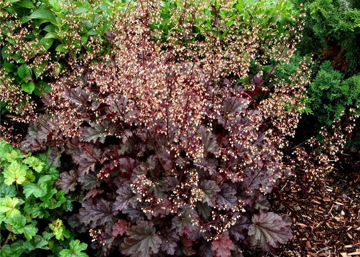 Heuchera x micrantha 'Stormy Seas'