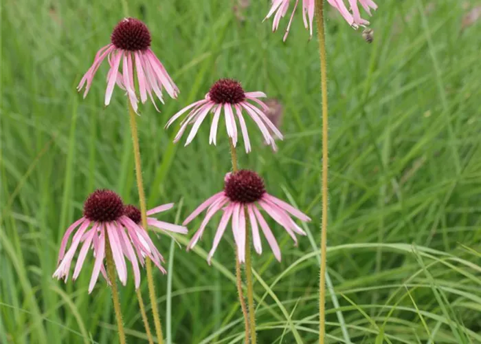 Echinacea pallida