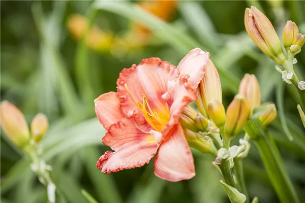 Garten-Taglilie 'Little Fellow'