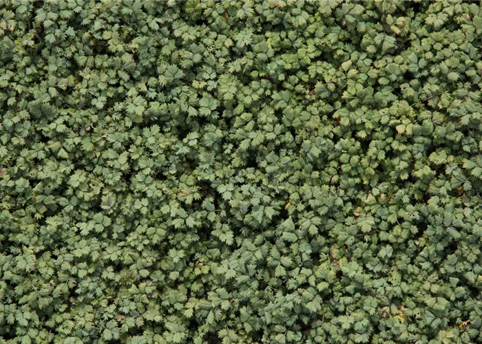Acaena buchananii