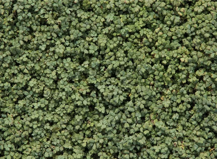 Blaugrünes Stachelnüsschen