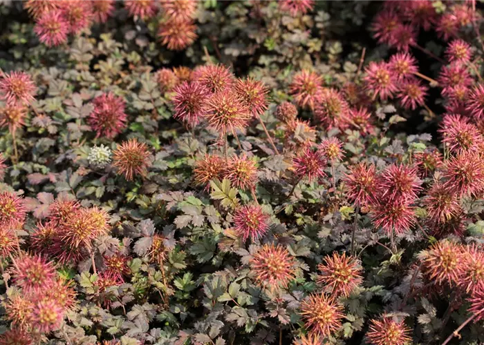 Acaena microphylla 'Kupferteppich'