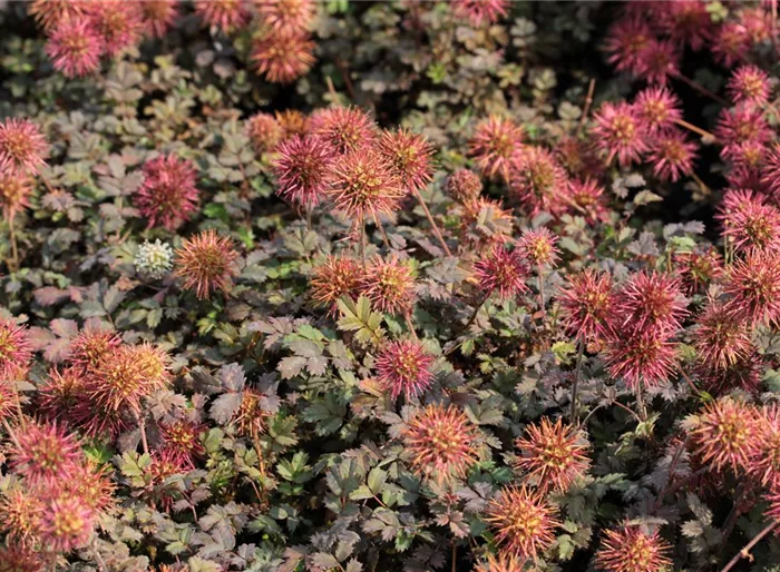 Braunrotes Stachelnüsschen 'Kupferteppich'