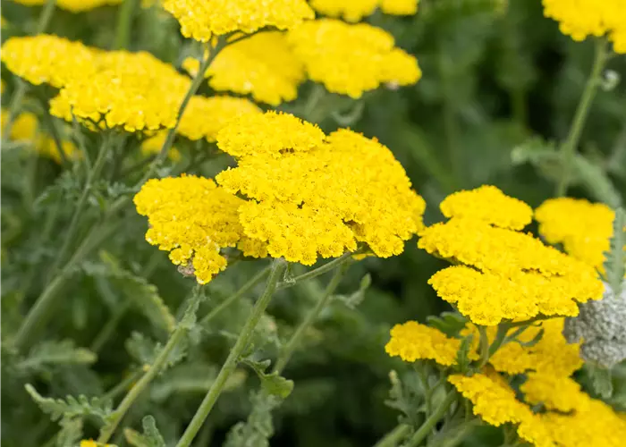 Achillea clypeolata