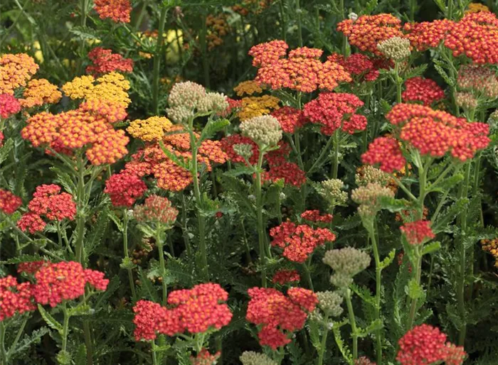 Schafgarbe 'Feuerland'