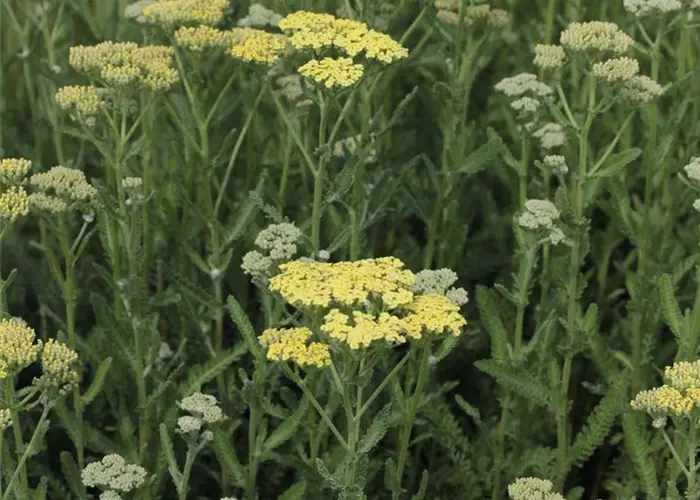 Achillea filipendulina 'Hymne'