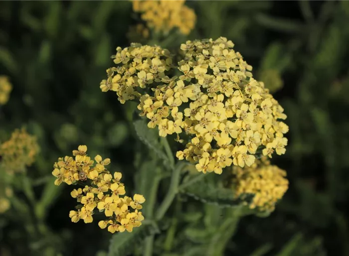 Schafgarbe 'Hella Glashoff'