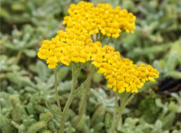 Teppich-Schafgarbe 'Aurea'