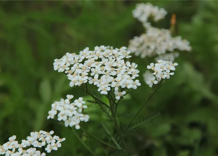 Achillea millefolium