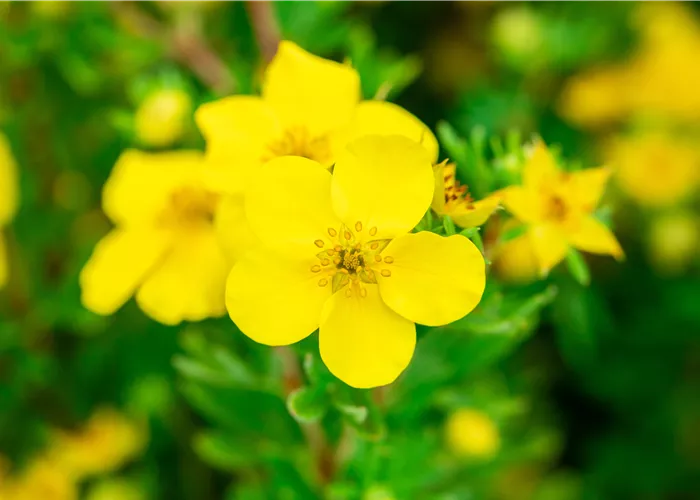 Potentilla fruticosa 'Goldfinger'
