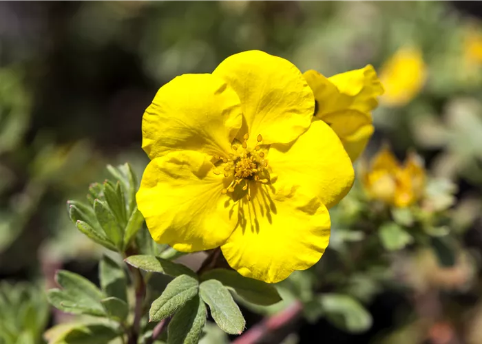 Potentilla fruticosa 'Goldteppich'