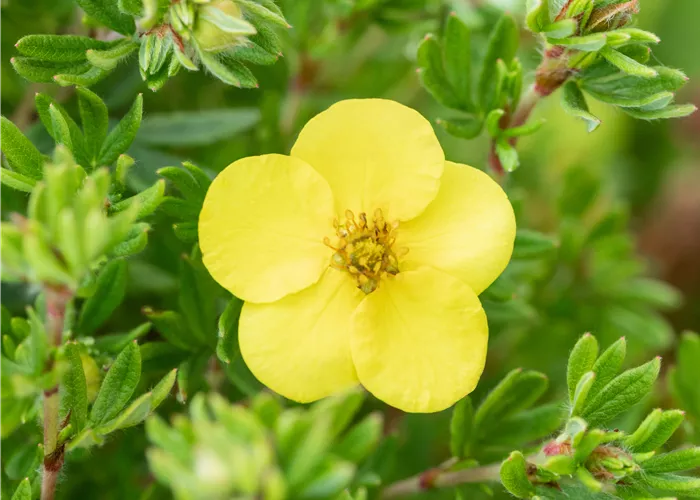 Potentilla fruticosa 'Kobold'