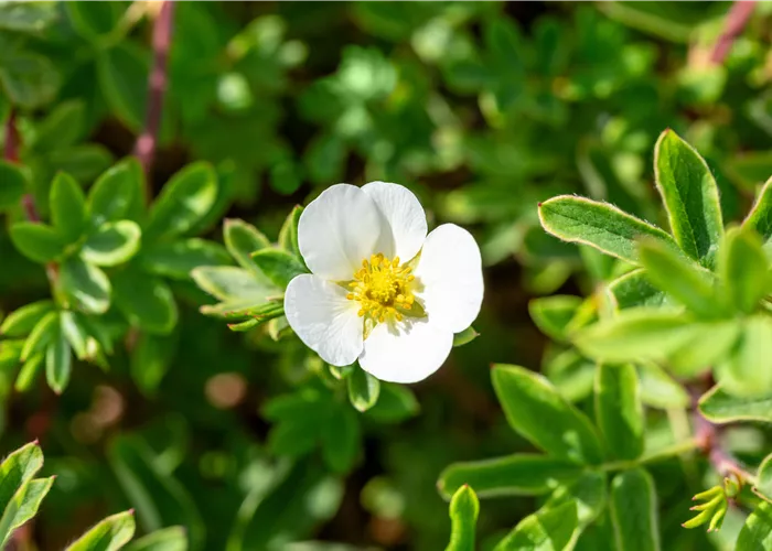 Potentilla fruticosa 'Snowflake'