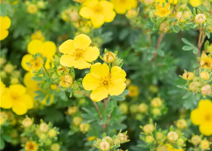 Potentilla fruticosa 'Sommerflor'