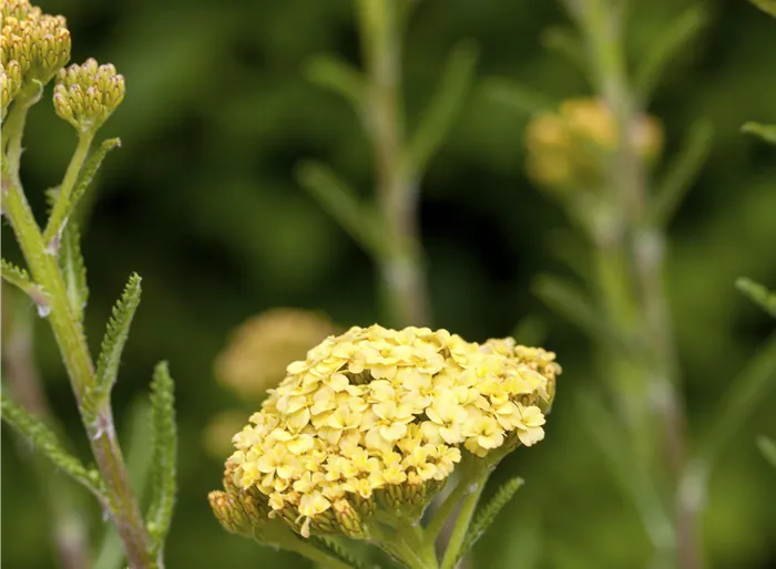 Schafgarbe 'Hoffnung'