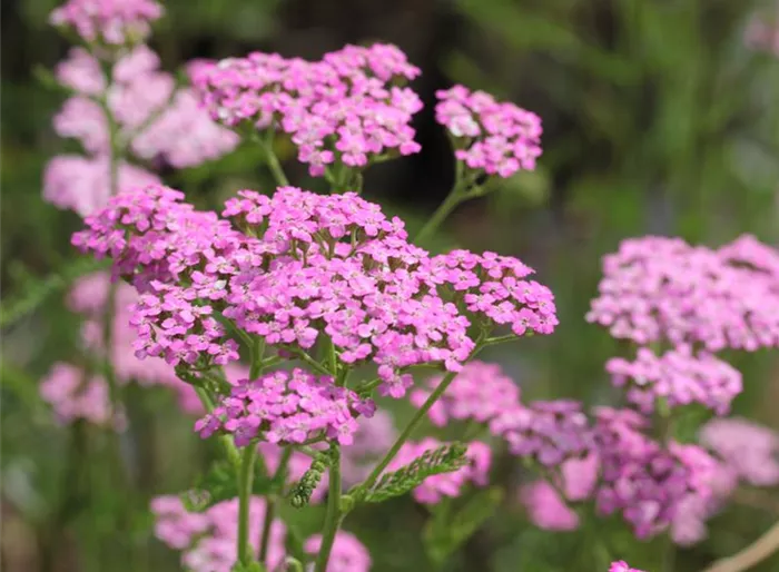Schafgarbe 'Lilac Beauty'