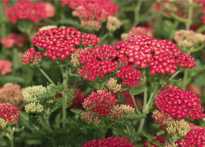 Achillea millefolium 'Paprika'