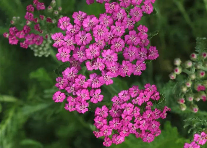 Achillea millefolium 'Pink Grapefruit' (Tutti Frutti Serie)