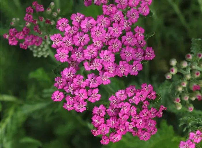 Schafgarbe 'Pink Grapefruit' (Tutti Frutti Serie)