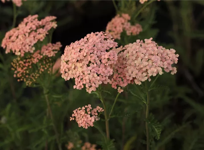 Schafgarbe 'Lachsschönheit'