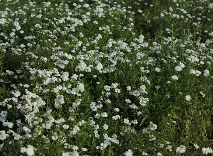 Bertrams-Garbe 'The Pearl'