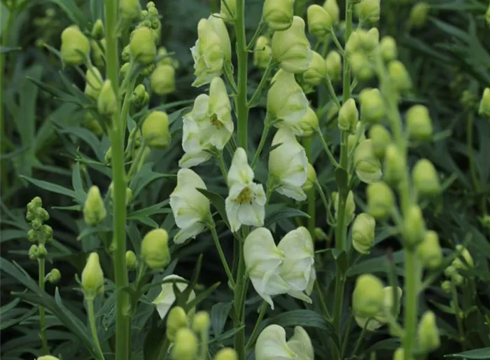 Blauer Eisenhut 'Album'