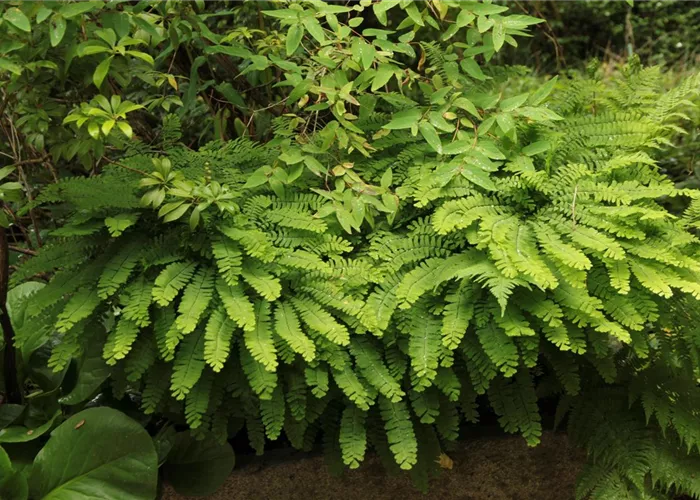 Adiantum pedatum