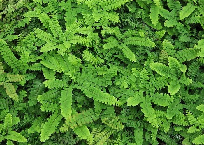 Adiantum pedatum 'Imbricatum'