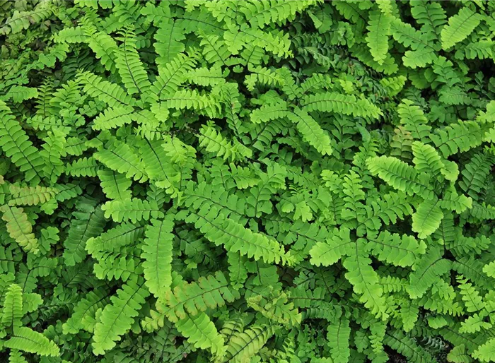 Pfauenradfarn 'Imbricatum'