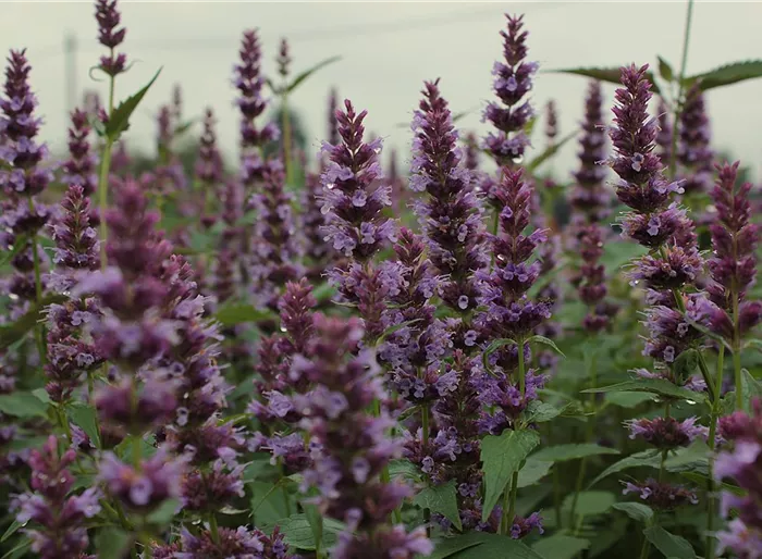 Duftnessel 'Purple Haze'