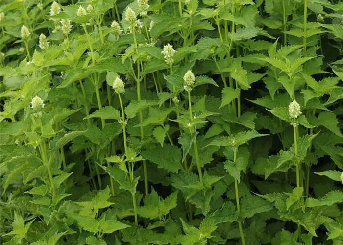 Agastache x rugosa 'Alabaster'