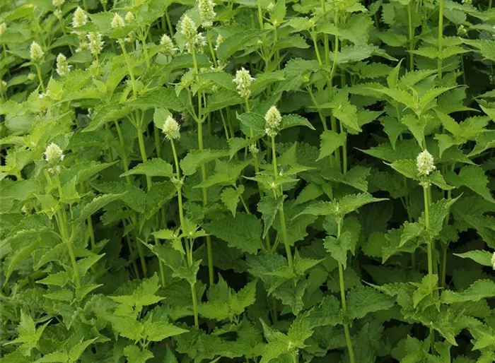 Duftnessel 'Alabaster'