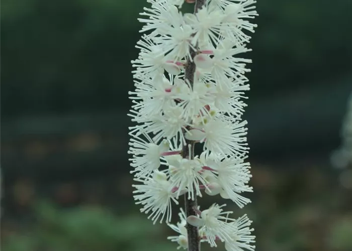 Actaea ramosa 'Atropurpurea' (Cimicifuga)