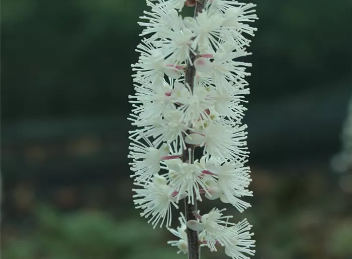 September-Silberkerze 'Atropurpurea'