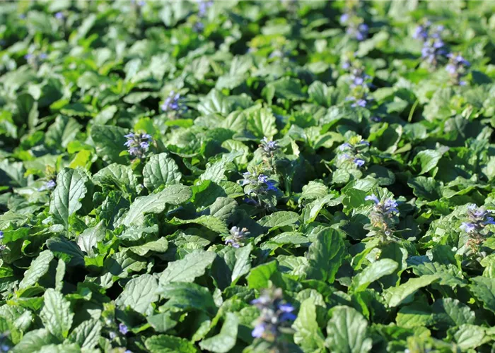 Ajuga reptans