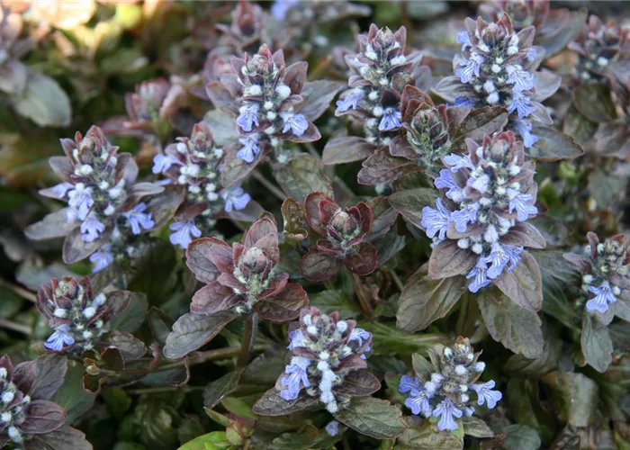 Ajuga reptans 'Atropurpurea'