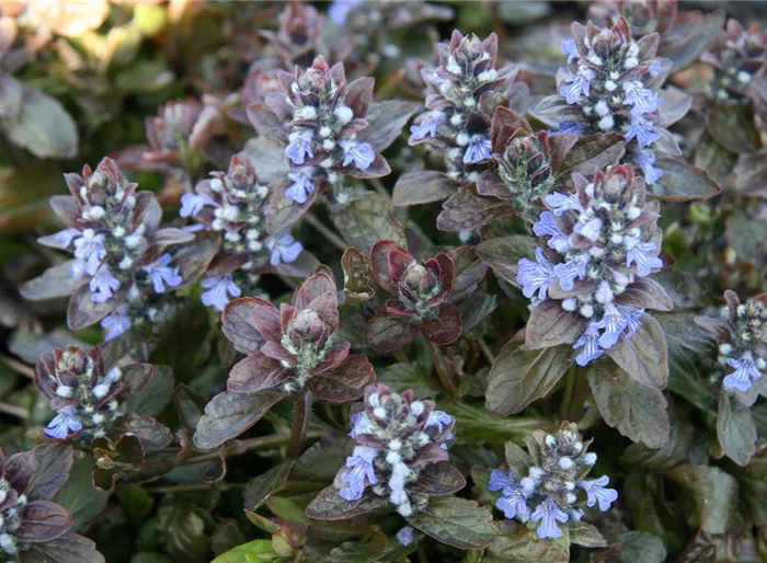 Kriechender Günsel 'Atropurpurea'