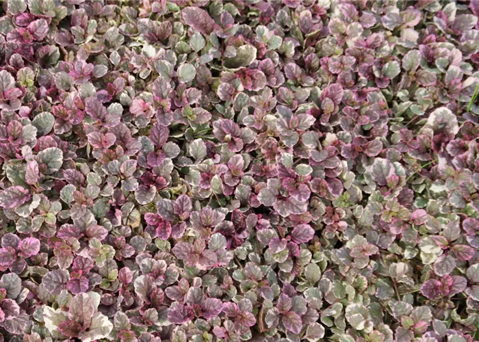 Ajuga reptans 'Burgundy Glow'