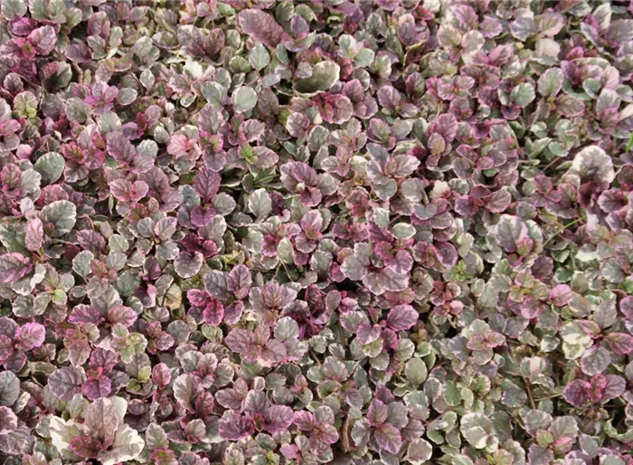 Kriechender Günsel 'Burgundy Glow'