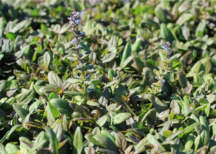 Ajuga reptans 'Chocolate Chip'